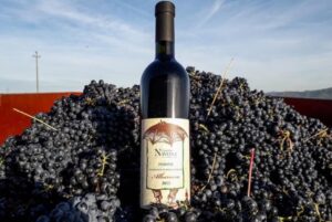 Sabato 24 a Casa Felicita una giornata con l’Albarossa Festival