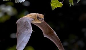 A Spigno una passeggiata “a caccia” di pipistrelli