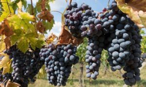 “Sarà un Brachetto di qualità. Siccità? Basta trattarla come emergenza”