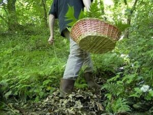 Molare, morto cercatore di funghi