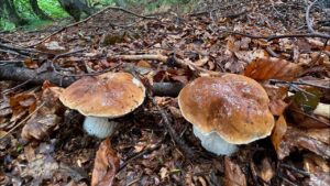 Coldiretti: “Funghi, raccolta a +20%. Ma non in tutta la provincia”
