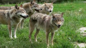 La Regione sul lupo appeso a un cartello: “No al giustizialismo”