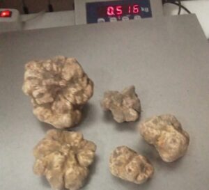 Super tartufi da Trisobbio a Miami