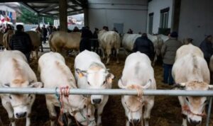 Per l’Immacolata torna la ‘Fiera regionale del bue grasso’
