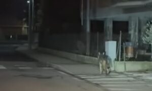 Lupo a spasso per San Defendente: “Esemplare in dispersione”