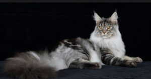 Al PalaCongressi c’è la ‘Mostra Felina’: gatti da tutta Europa