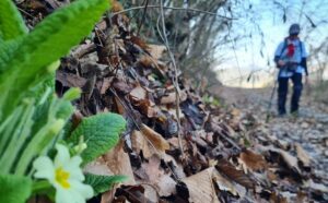 Strada Franca del Fai: domenica camminata botanica a Gavonata