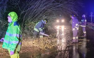 Cade una pianta sulla Ss 334: viabilità interrotta
