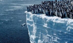 Il Pinguino Imperatore