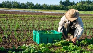 ‘L’agricoltura sotto occupazione’ spiegata da Yasmeen El Hasan