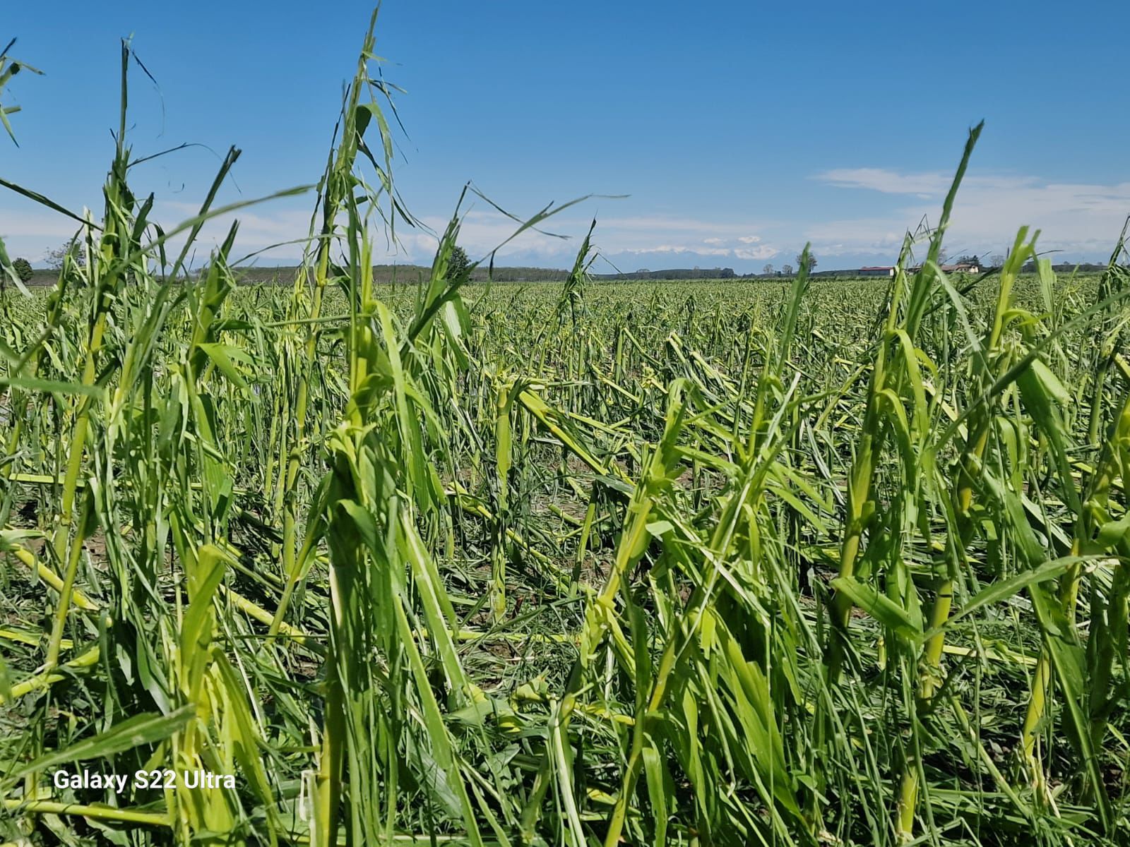 Coldiretti lancia l’allarme: campagne devastate da acqua e fango