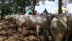 A San Desiderio c’è l’Antica Fiera della Razza Bovina Piemontese