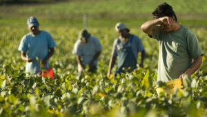 Piemonte: stop ai lavori agricoli nelle ore più calde
