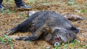 Peste Suina Africana: nuovi focolai in Piemonte e Liguria