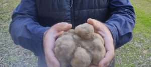 Rivalta Bormida, un tartufo-gioiello da 920 grammi