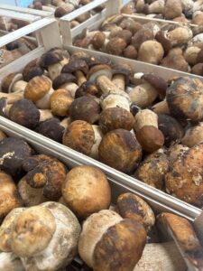 Funghi, questa è un’annata record