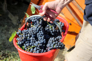 Coldiretti Piemonte: misure urgenti per il comparto vitivinicolo