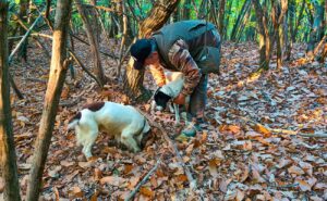A Ricaldone oggi al via la prima “Fiera del vino e del tartufo”