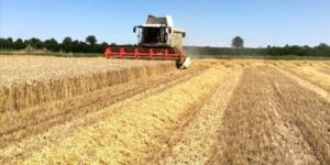 Prezzi agricoli in caduta libera, Coldiretti: “A rischio il futuro delle aziende”