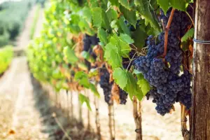 Crisi vitivinicola in Piemonte: aziende al collasso, serve liquidità