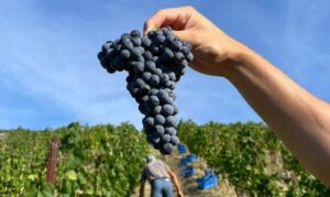 Brachetto, la vendemmia è già iniziata, “e la qualità è ottima”