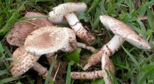 Funghi spontanei: regole per una raccolta e un consumo sicuri