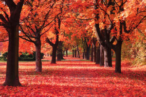 Foliage in Monferrato: colori e borghi d’autunno