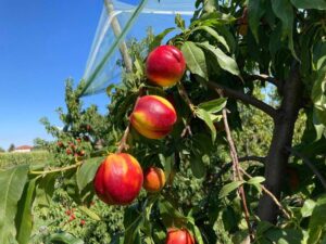 Frutta piemontese, Coldiretti: “Servono dati sui costi di produzione contro pratiche sleali”