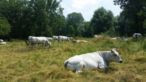 Razze autoctone piemontesi, Protopapa (Lega): “Servono sostegni continui per tutelare lavoro, imprese e territori”