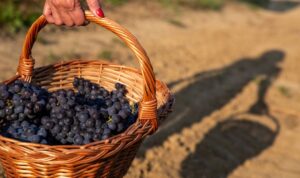 Brachetto d’Acqui: la Danimarca secondo mercato in Europa