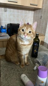 Acqui, diventa disco il motivetto inventato per i  gatti