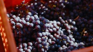 Vendemmia 2026 in anticipo, ma le uve promettono alta qualità