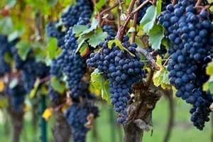 Acqui Terme, una Docg per il Dolcetto d’Acqui?